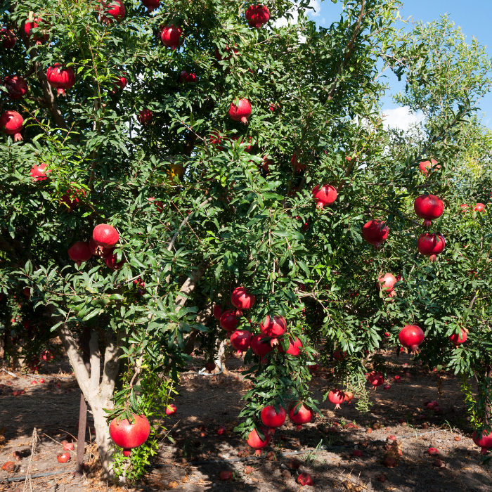 Pomegranate