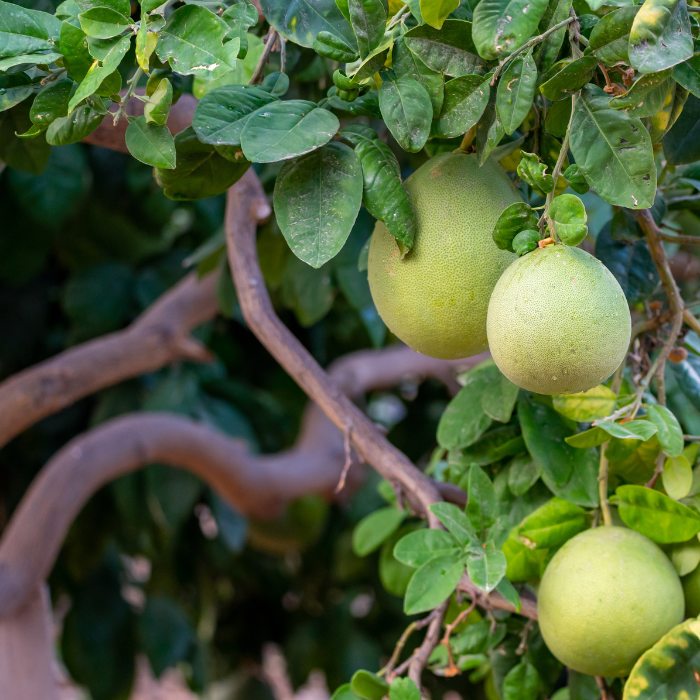 Pomelo