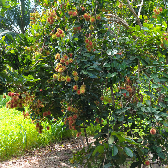 Rambutan