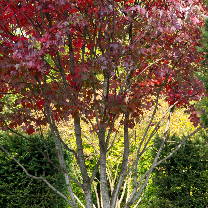 Red Maple (Acer rubrum)