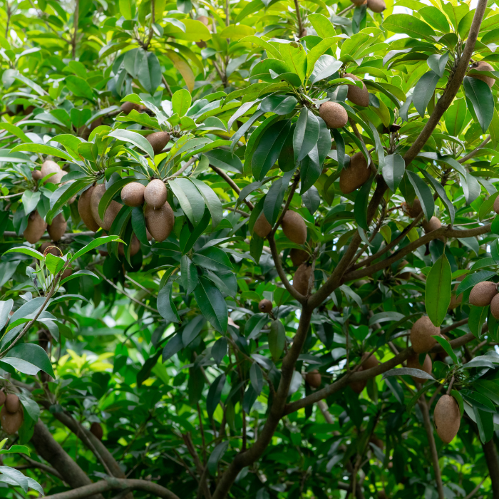 Sapodilla