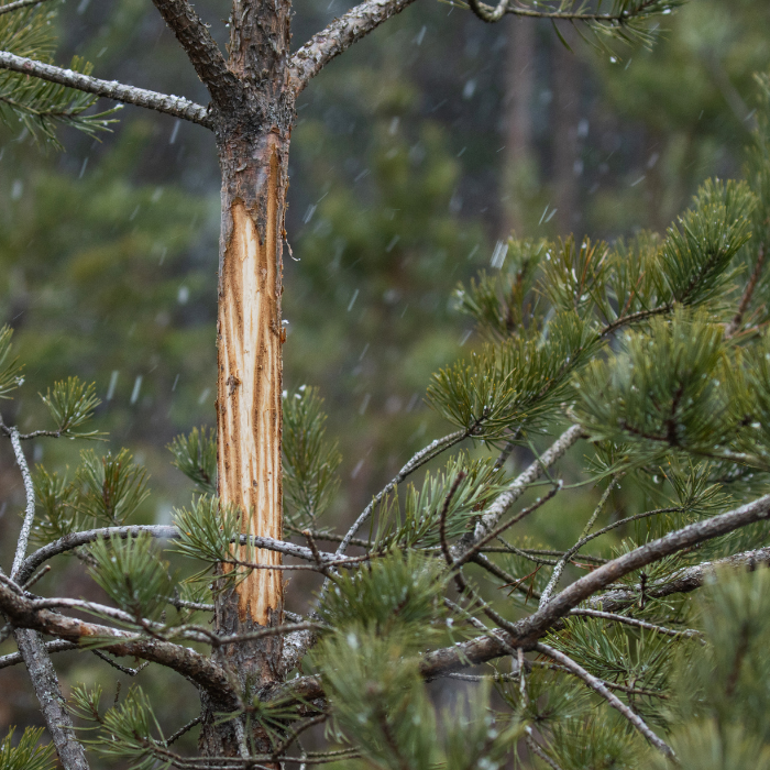 Scots Pine (Pinus sylvestris)