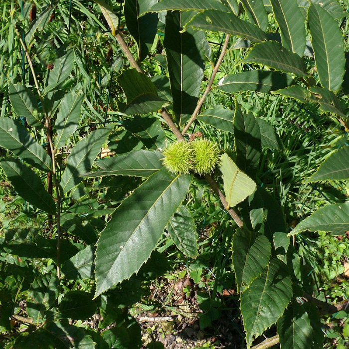 Seguin Chestnut (Castanea seguinii)
