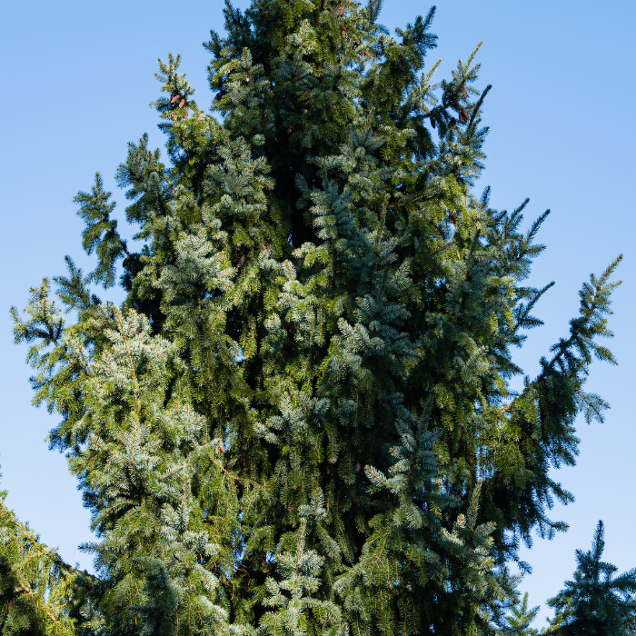 Serbian Spruce (Picea omorika)