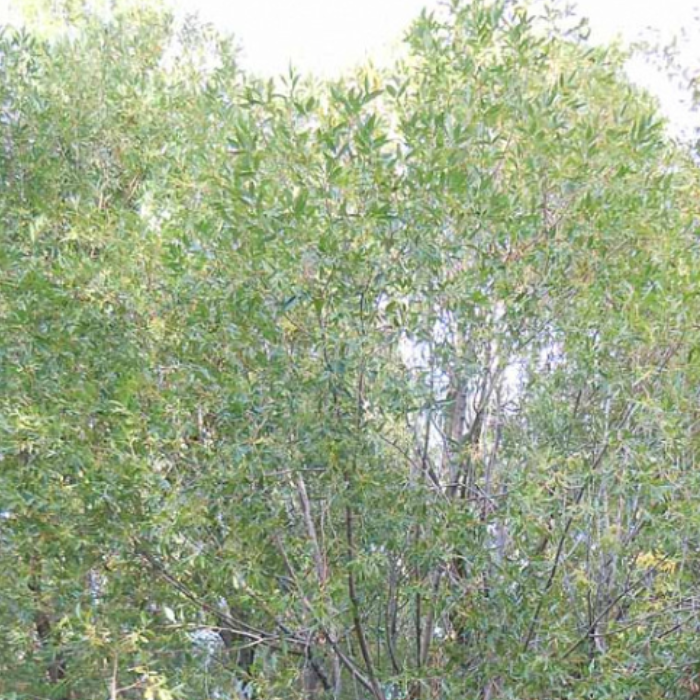 Shining Willow (Salix Lucida)
