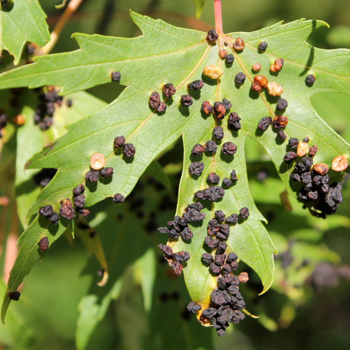 Silver Maple (Acer saccharium)