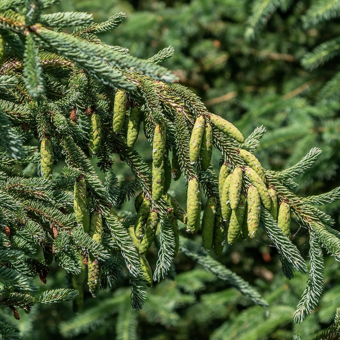 Sitka Spruce (Picea sitchensis)