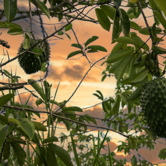 Soursop tree