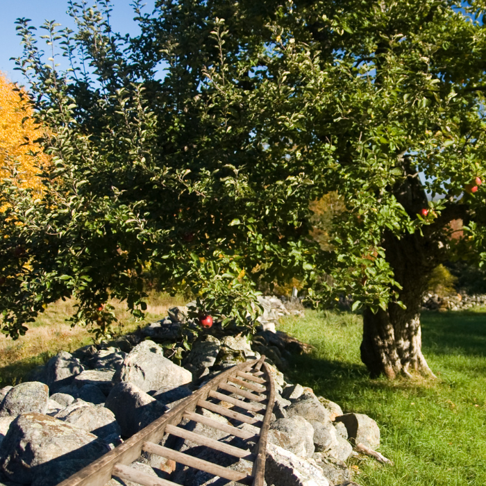 Stone Apple