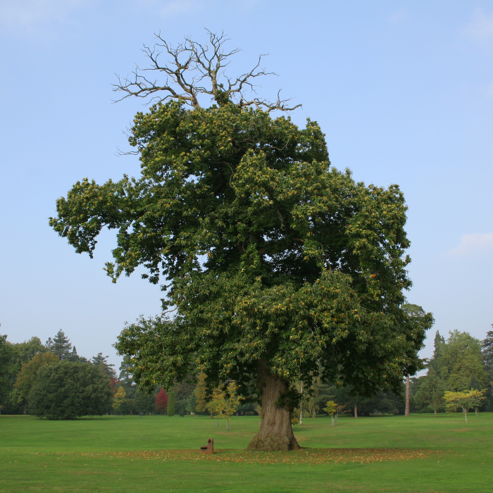 Sweet Chestnut