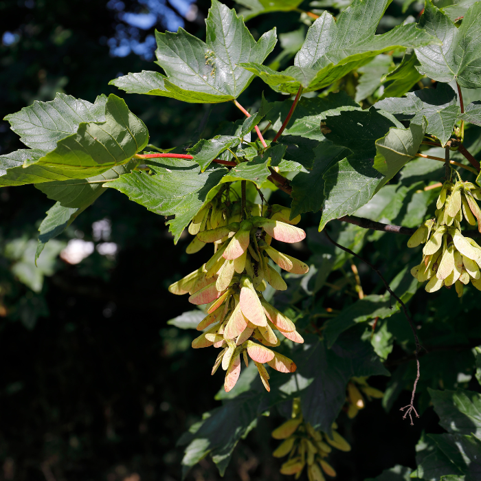 Sycamore (Acer pseudoplatanus)