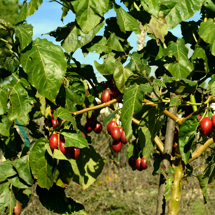 Tamarillo