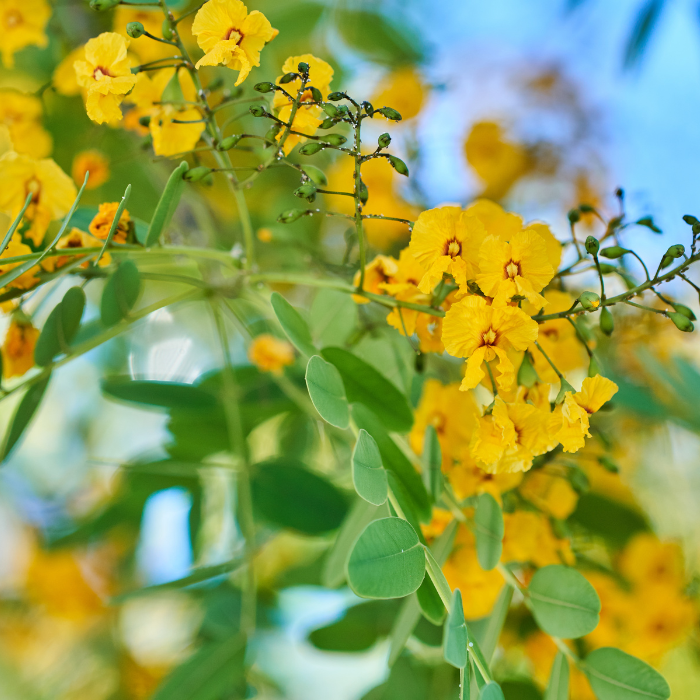 Tipu Tree (Tipuana tipu)