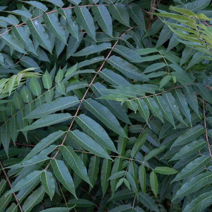 Tree of Heaven (Ailanthus altissima)