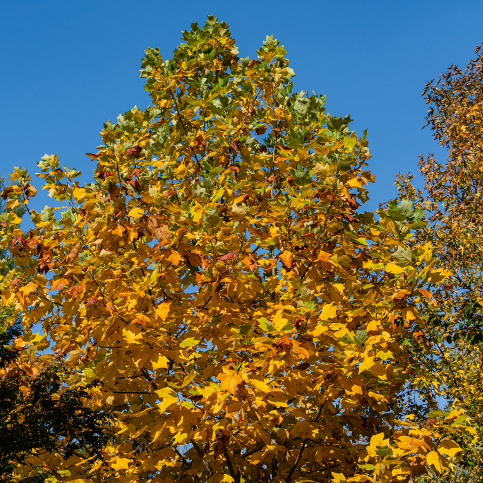 Tulip Tree (Liriodendron tulipifera)