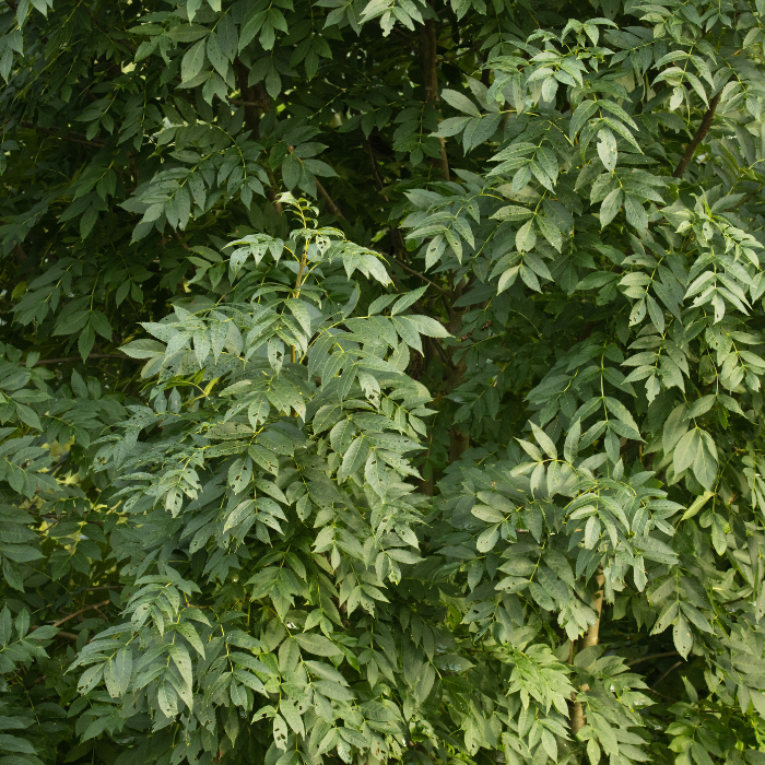 Velvet Ash (Fraxinus velutina)