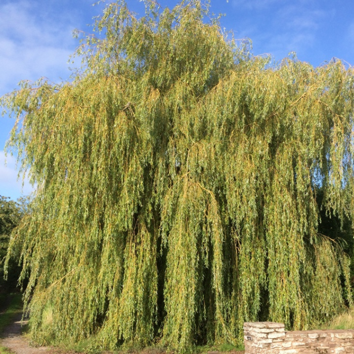 Weeping Golden Willow (Salix Chrysocoma)