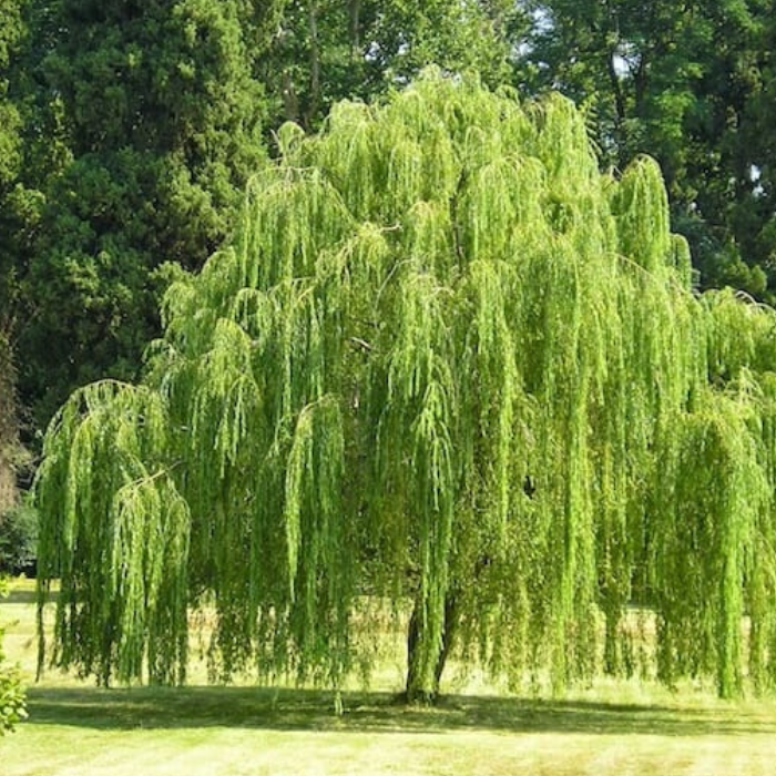 Weeping Willow (Salix Babylonica)