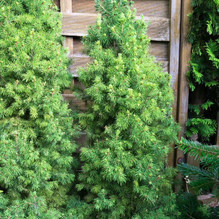 White Spruce (Picea glauca)