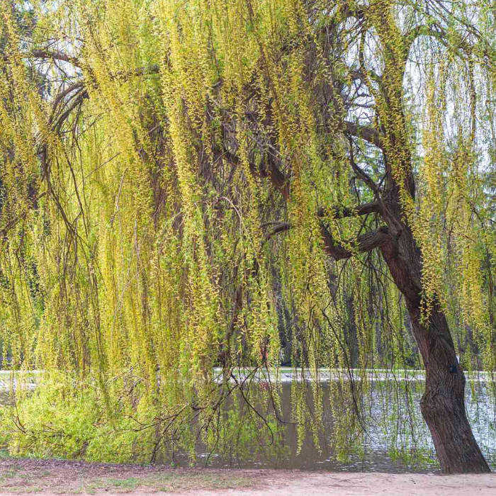 White Willow (Salix alba)