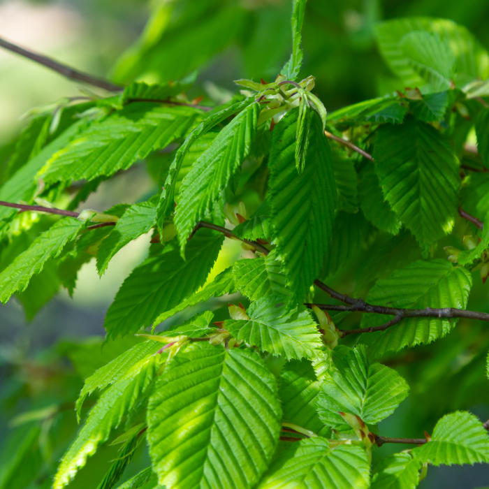 Winged Elm (Ulmus alata)