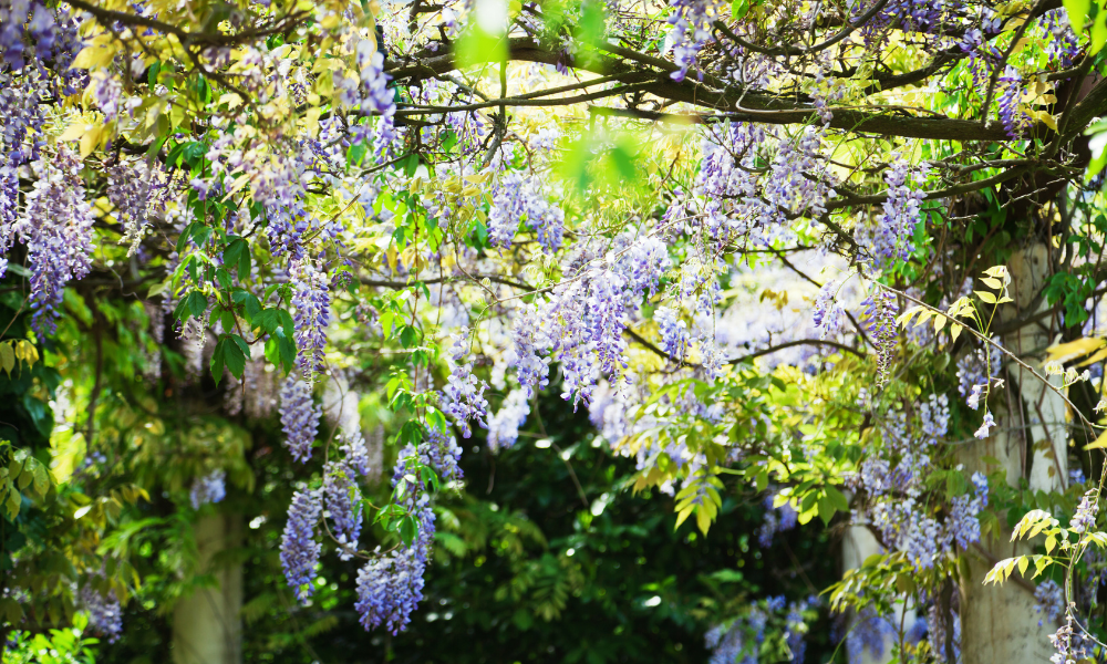 15 Fantastic Blue Flowering Trees (With Pictures)