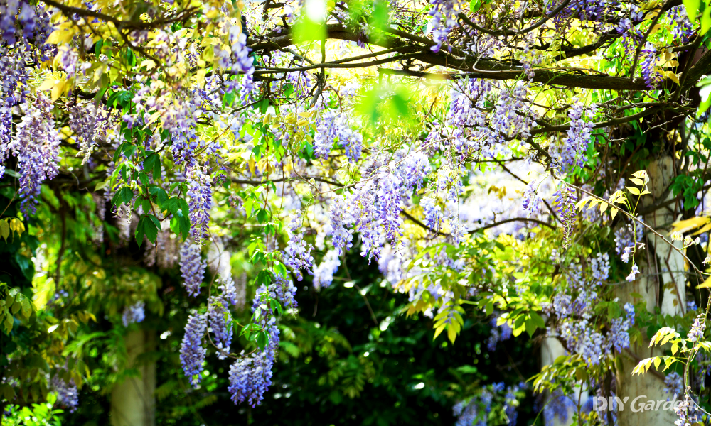 15 Fantastic Blue Flowering Trees (With Pictures)