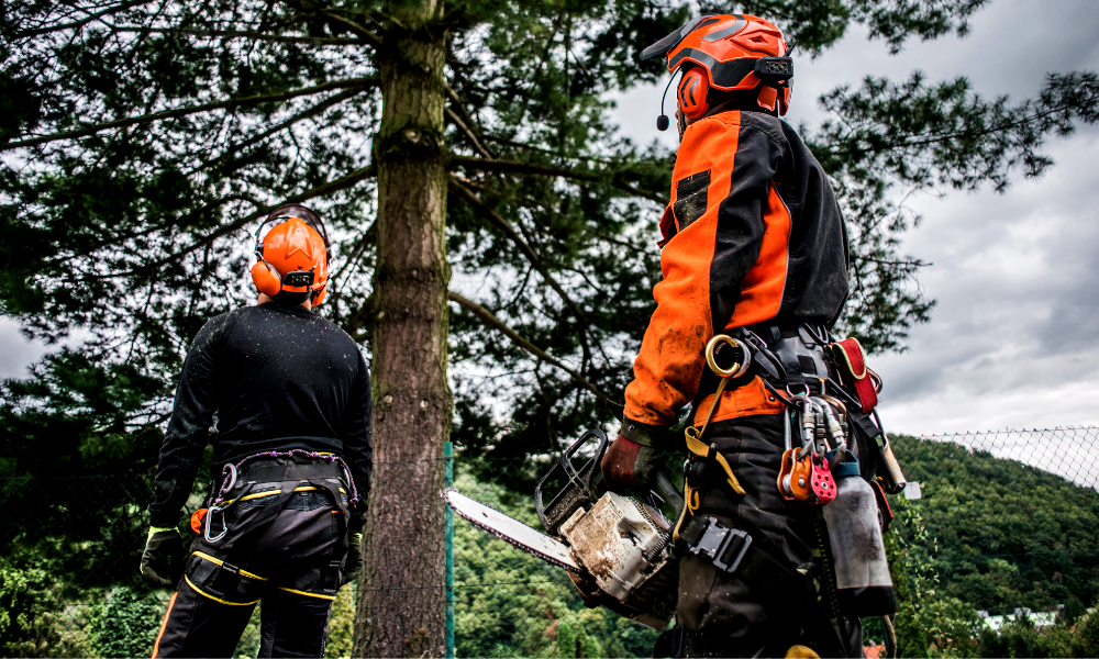 15 Types of Tree Cutting Tools (For Pruning, Felling, and Firewood!)