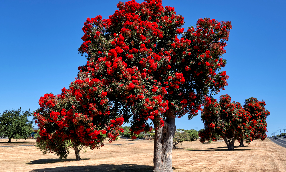 25 Red Flowering Trees