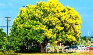 35 Different Types of Yellow Flowering Trees (With Pics)