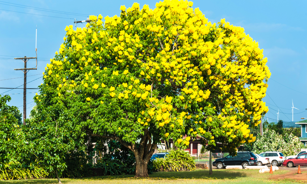 35 Yellow Flowering Trees