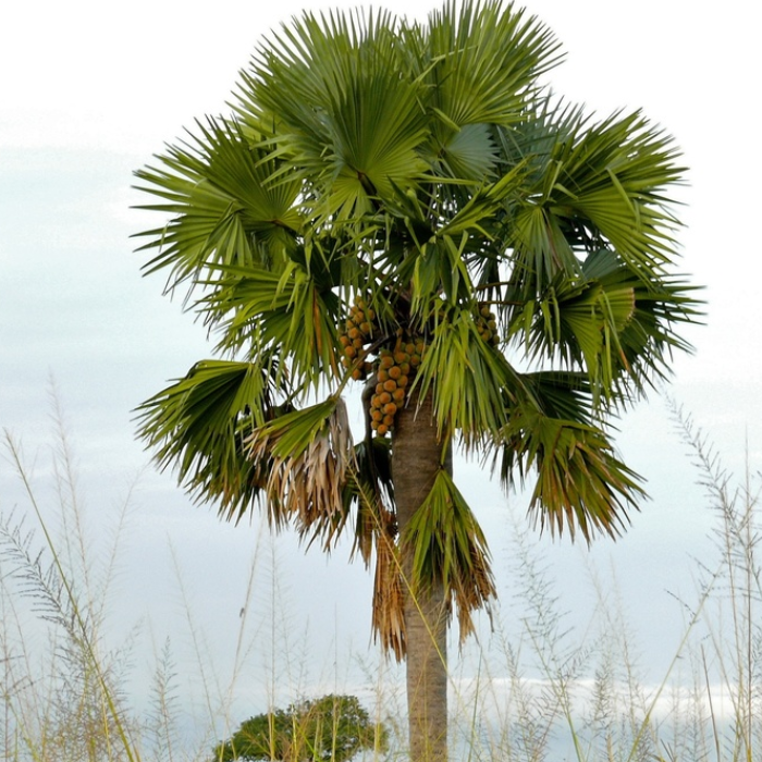 African Fan Palm (Borassus aethiopum)