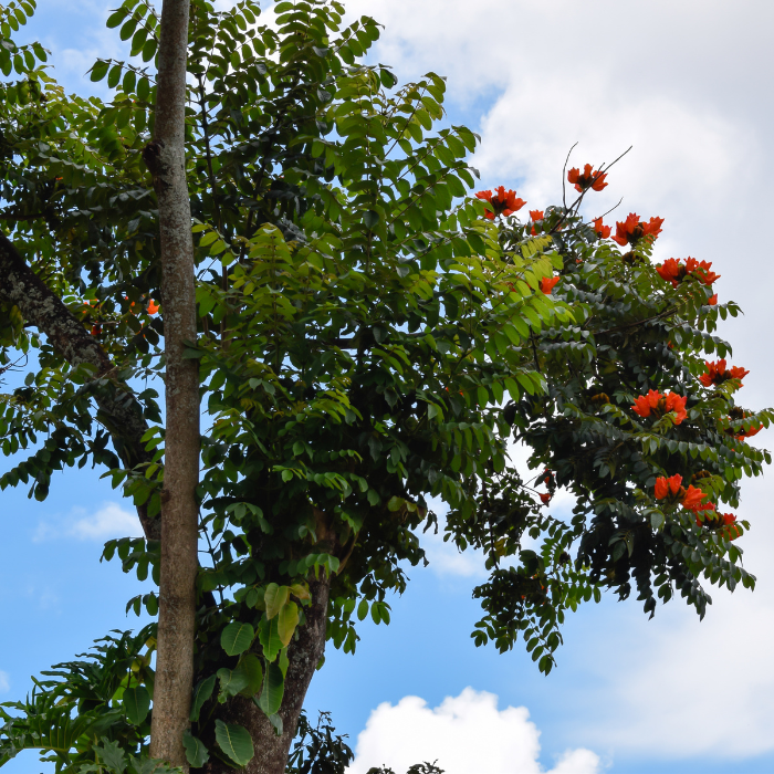 African Tulip Tree (Spathodea campanulata)