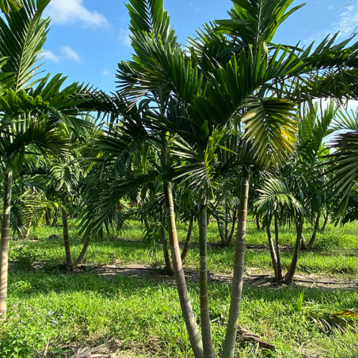 Alexander Palm (Archontophoenix alexandrae)