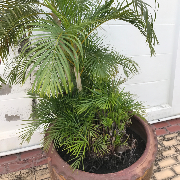 Areca Palm (Dypsis lutescens)