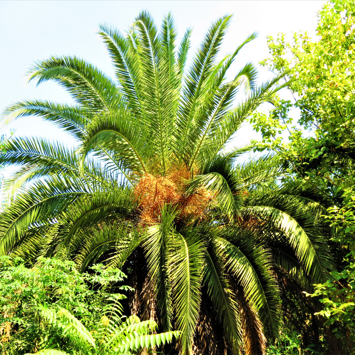 Arikury Palm (Syagrus schizophylla)