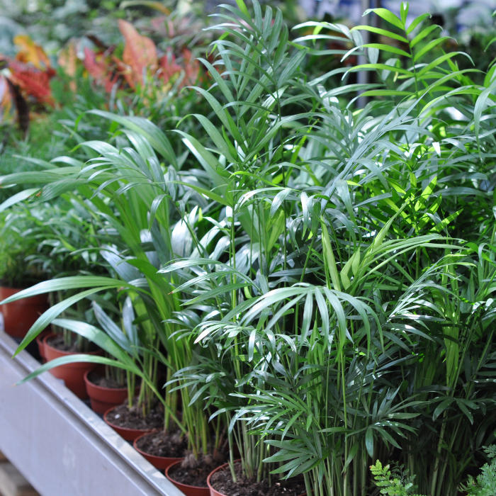 Bamboo Palm (Chamaedorea seifrizii)