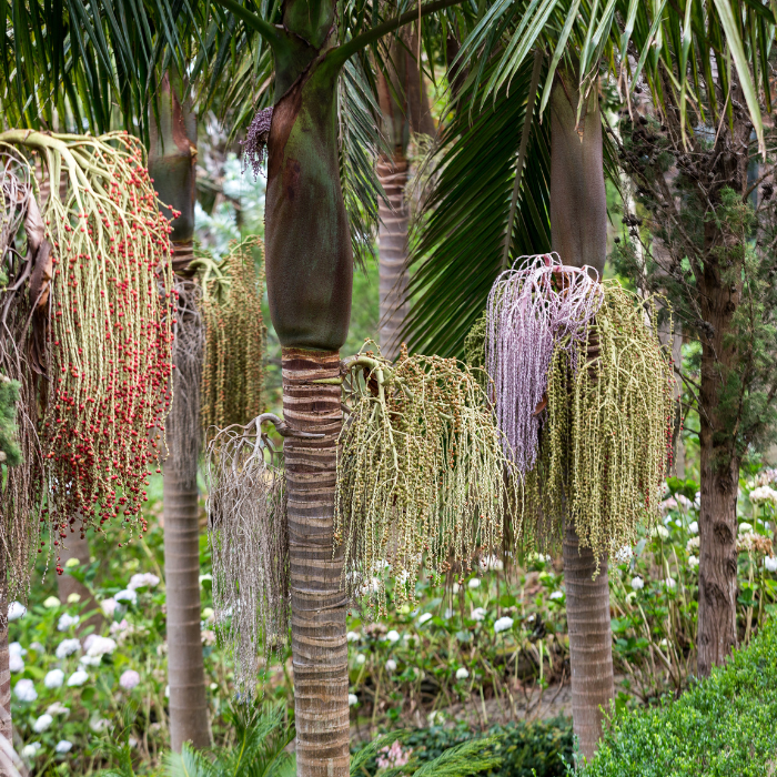 Bangalow Palm (Archontophoenix cunninghamiana)