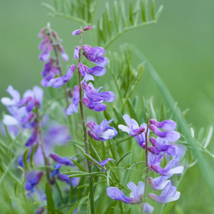 Bird Vetch (Vicia cracca)