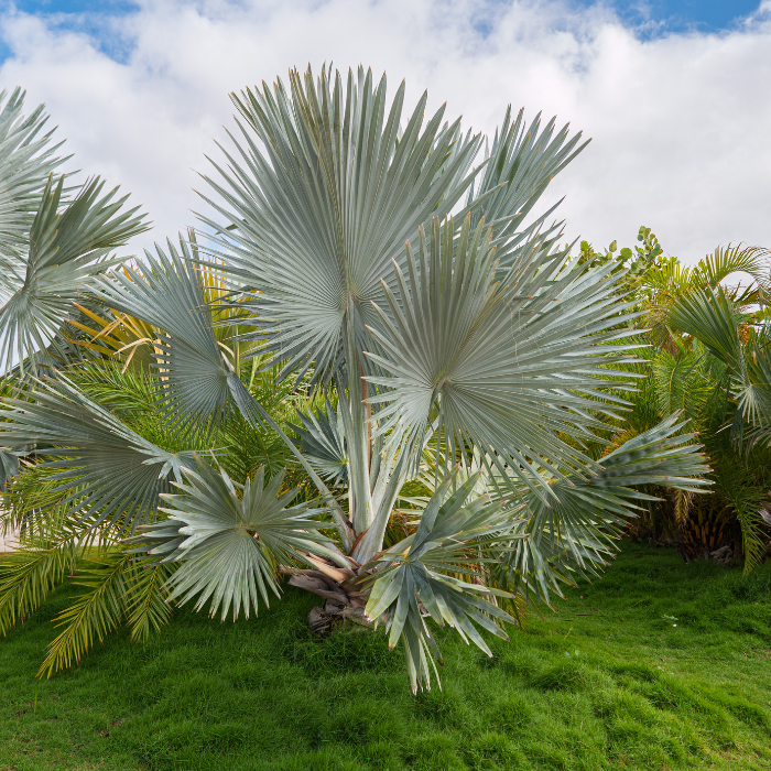 Bismarck Palm (Bismarckia nobilis)