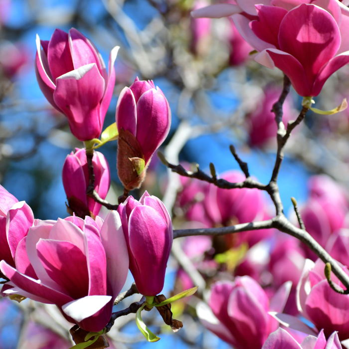 Black Lily Magnolia (Magnolia liliiflora)