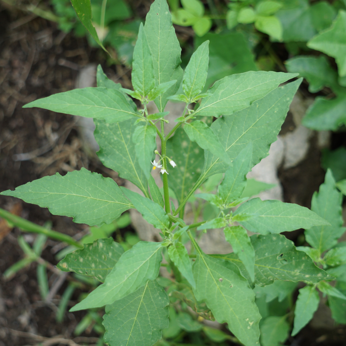 Black Nightshade (Solanum nigrum)