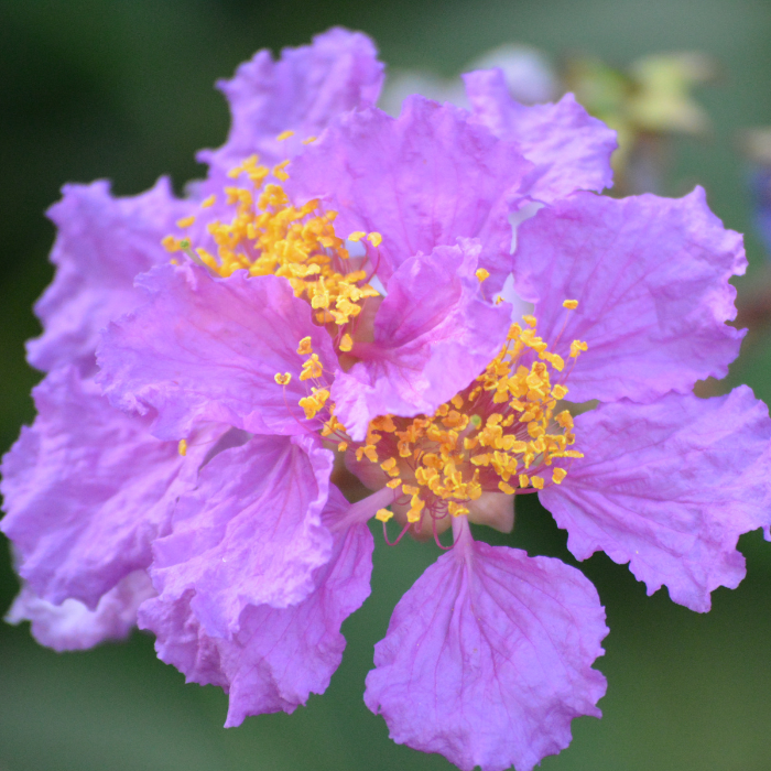 Blue Crepe Myrtle (Lagerstroemia)