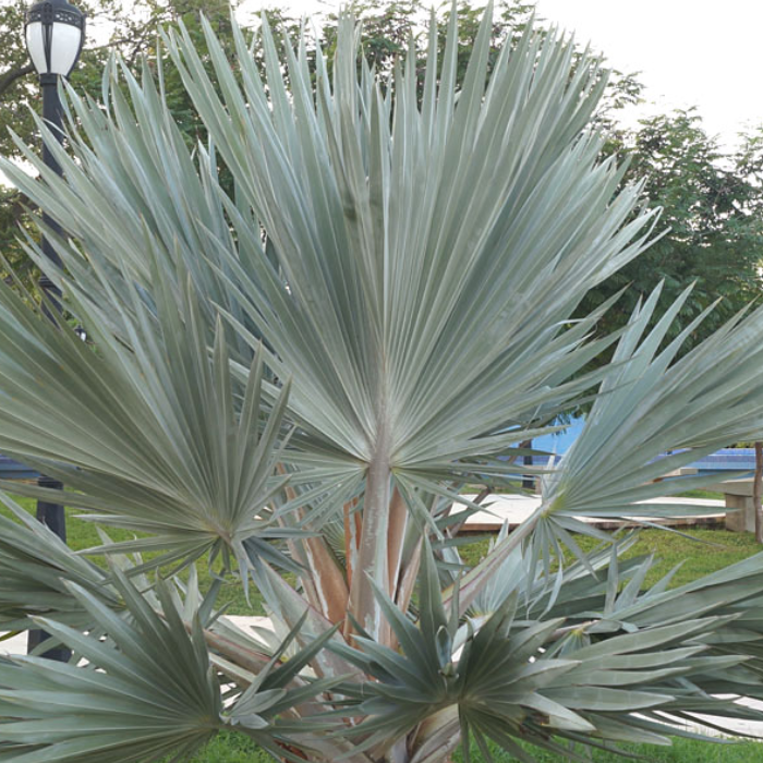 Blue Hesper Palm (Brahea armata)