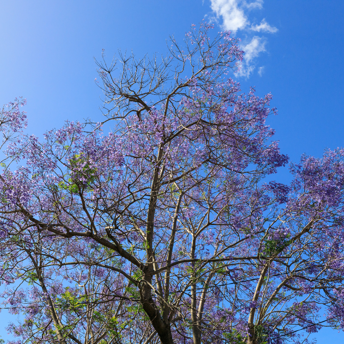 Blue Jacaranda (Jacaranda mimosifolia)