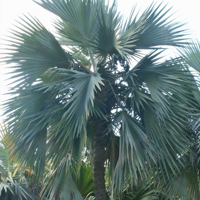 Blue Latan Palm (Latania loddigesii)