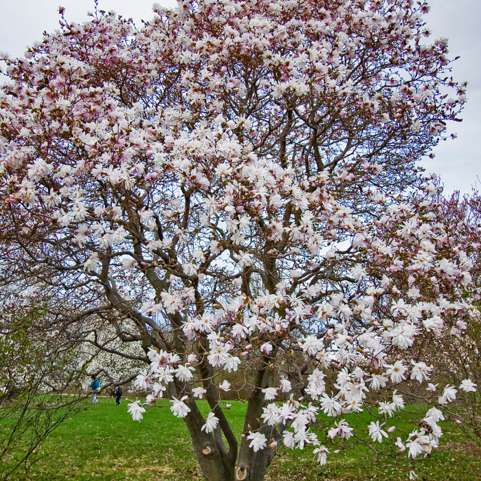 Blue Magnolia (Magnolia sprengeri 'Diva')