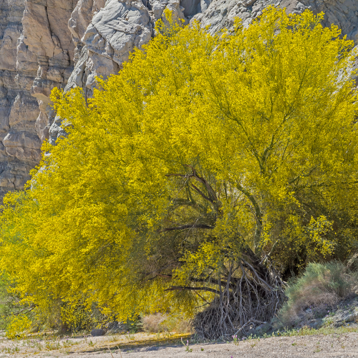 Blue Paloverde (Parkinsonia Florida)