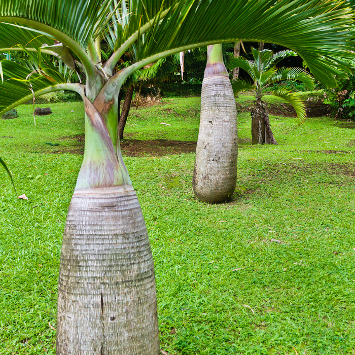 Bottle Palm (Hyophorbe lagenicaulis)