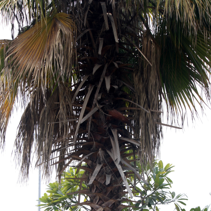 Cabbage Palm (Sabal palmetto)